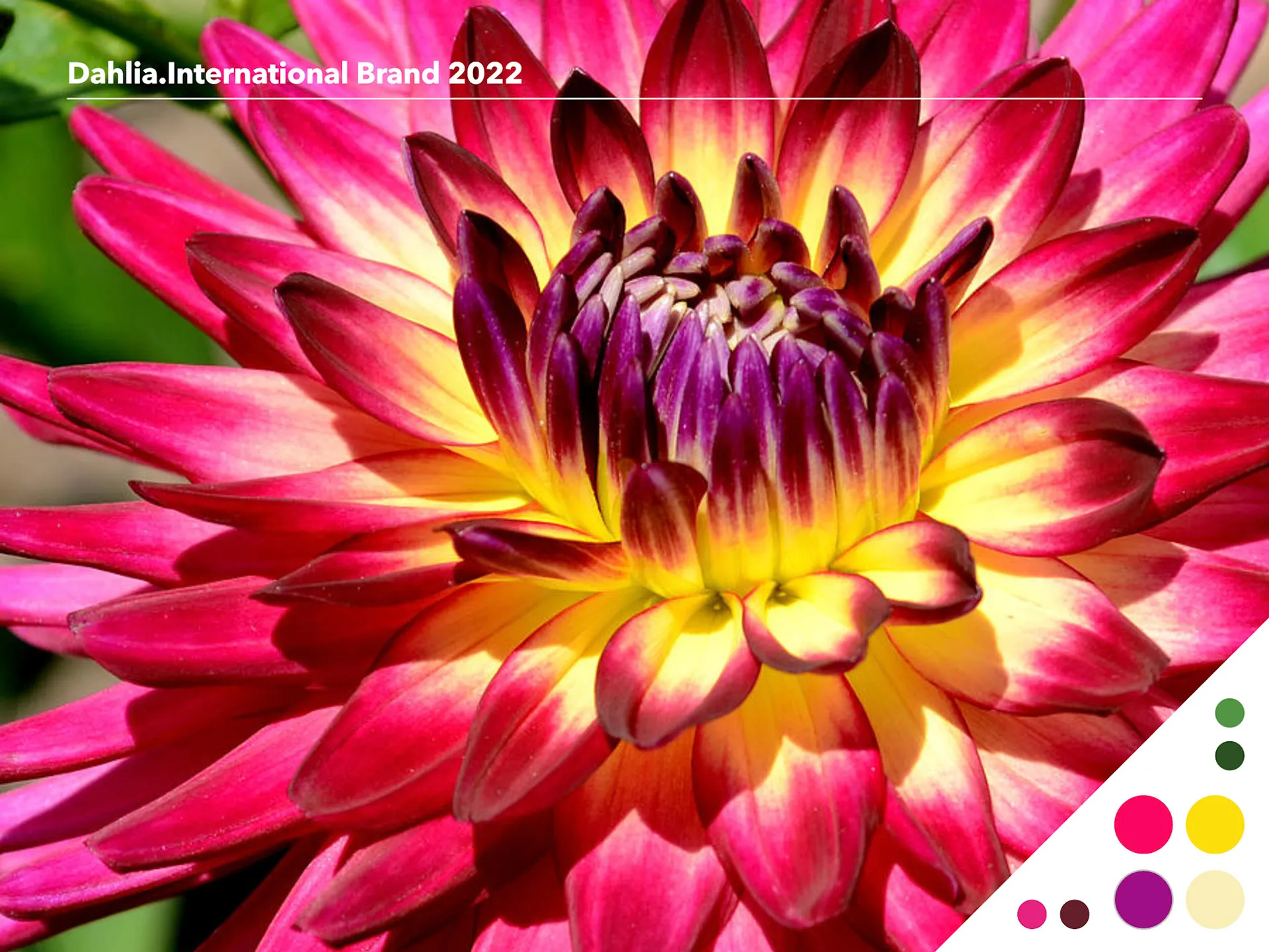 Dahlia International color exploration